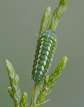 Juniper Hairstreak caterpillar